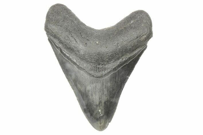 Fossil Megalodon Tooth - South Carolina #190248